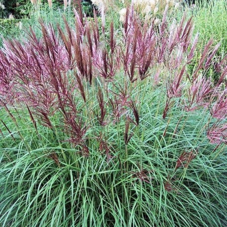 Miskante, Ķīnas 'Ferner Osten' /Miscanthus sinensis/ - C2,5 kont.