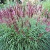 Miskante, Ķīnas 'Ferner Osten' /Miscanthus sinensis/ - C2,5 kont.