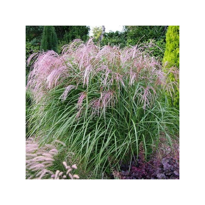 Miskante, Ķīnas 'Flamingo' /Miscanthus sinensis/ - C2,5 kont.