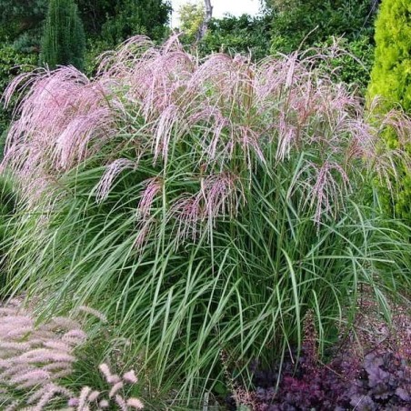Miskante, Ķīnas 'Flamingo' /Miscanthus sinensis/ - C2,5 kont.