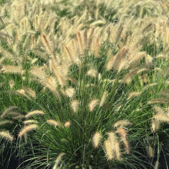 Spalvzāle, lapsastu 'Hameln' /Pennisetum alopecuroides/ - C2,5 kont.