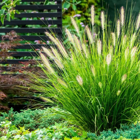 Spalvzāle, lapsastu 'Hameln' /Pennisetum alopecuroides/ - C2,5 kont.