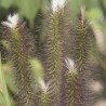 Spalvzāle, lapsastu 'Foxtrot' /Pennisetum alopecuroides/ - C5 kont.