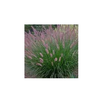 Spalvzāle, lapsastu 'Foxtrot' /Pennisetum alopecuroides/ - C5 kont.