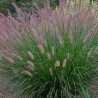 Spalvzāle, lapsastu 'Foxtrot' /Pennisetum alopecuroides/ - C5 kont.