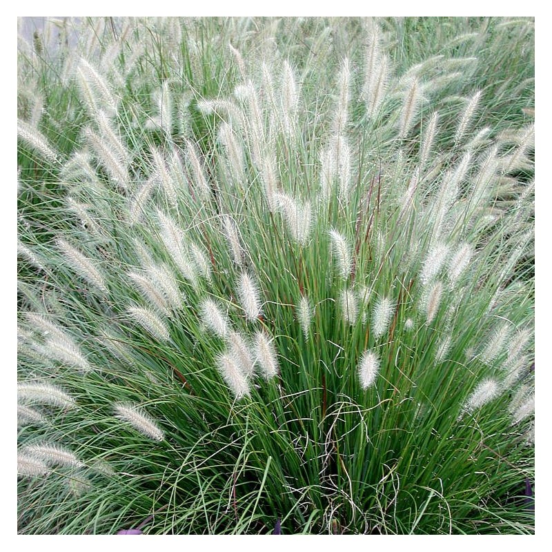 Spalvzāle, lapsastu 'Foxtrot' /Pennisetum alopecuroides/ - C5 kont.