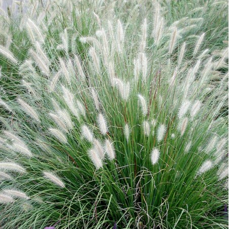 Spalvzāle, lapsastu 'Foxtrot' /Pennisetum alopecuroides/ - C5 kont.