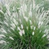 Spalvzāle, lapsastu 'Foxtrot' /Pennisetum alopecuroides/ - C5 kont.