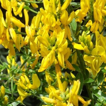 Irbulene, krāsu "Royal Gold" /genista tinctoria/ - C2,5 kont.