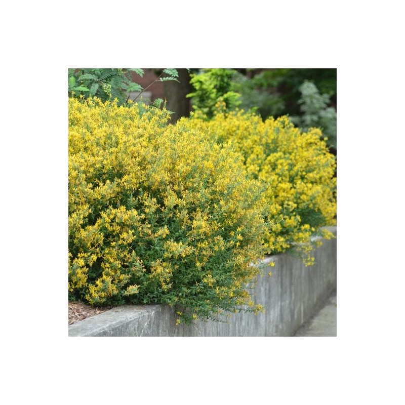 Irbulene, krāsu "Royal Gold" /genista tinctoria/ - C2,5 kont.
