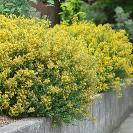 Irbulene, krāsu "Royal Gold" /genista tinctoria/ - C2,5 kont.
