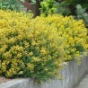 Irbulene, krāsu "Royal Gold" /genista tinctoria/ - C2,5 kont.