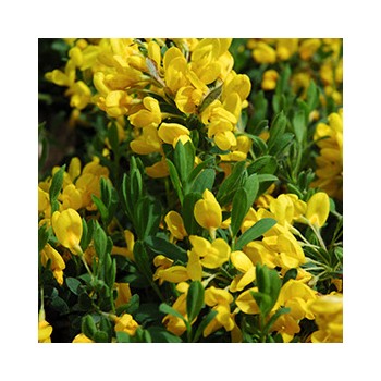 Irbulene, krāsu "Royal Gold" /genista tinctoria/ - C2,5 kont.