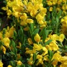 Irbulene, krāsu "Royal Gold" /genista tinctoria/ - C2,5 kont.