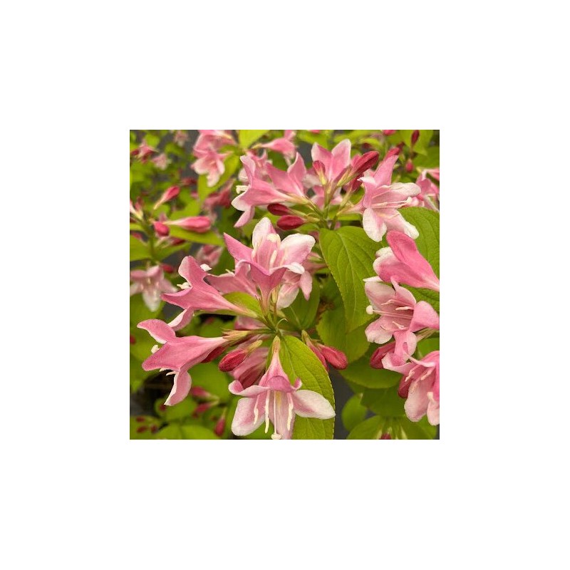 Veigela, krāšņā ,,Looymansii Aurea,, /Weigela florida/- C2,5 kont.