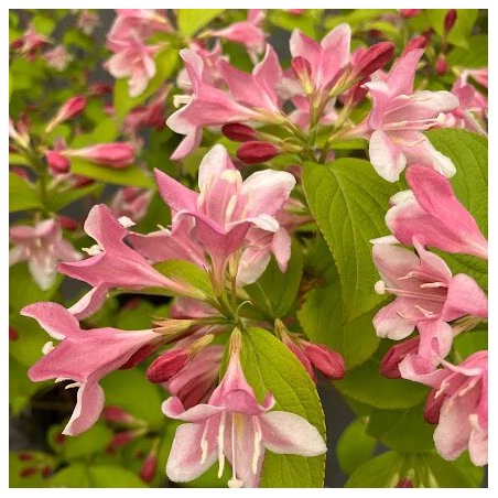 Veigela, krāšņā ,,Looymansii Aurea,, /Weigela florida/- C2,5 kont.