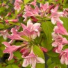 Veigela, krāšņā ,,Looymansii Aurea,, /Weigela florida/- C2,5 kont.