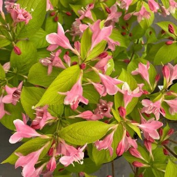 Veigela, krāšņā ,,Looymansii Aurea,, /Weigela florida/- C2,5 kont.