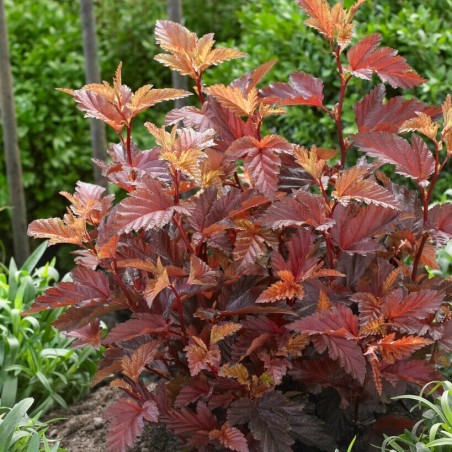 Irbeņlapu fizokarps ,,Little Angel,, /Physocarpus opulifolius/- C2,5 kont.