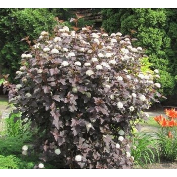 Fizokarps, irbeņlapu ,,Red Baron,, /physocarpus opulifolus/ - C2,5 kont.