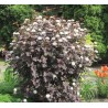 Fizokarps, irbeņlapu ,,Red Baron,, /physocarpus opulifolus/ - C2,5 kont.