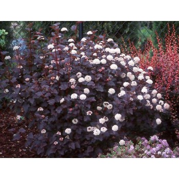 Fizokarps, irbeņlapu ,,Red Baron,, /physocarpus opulifolus/ - C2,5 kont.