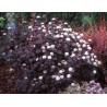 Fizokarps, irbeņlapu ,,Red Baron,, /physocarpus opulifolus/ - C2,5 kont.