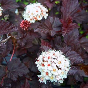 Fizokarps, irbeņlapu ,,Red Baron,, /physocarpus opulifolus/ - C2,5 kont.