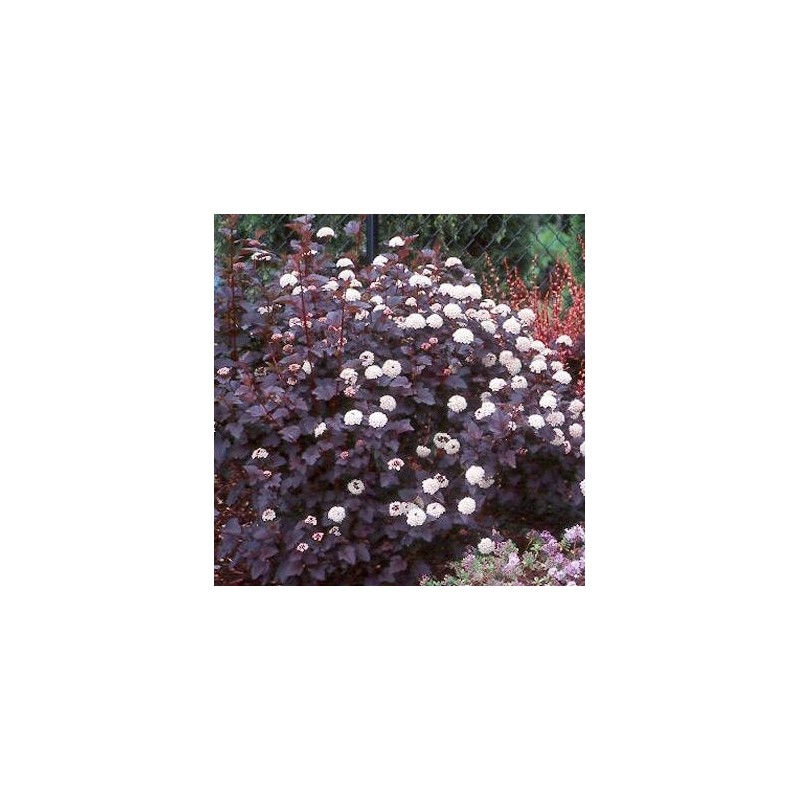 Fizokarps, irbeņlapu ,,Red Baron,, /physocarpus opulifolus/ - C2,5 kont.