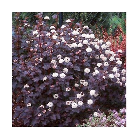 Fizokarps, irbeņlapu ,,Red Baron,, /physocarpus opulifolus/ - C2,5 kont.