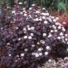Fizokarps, irbeņlapu ,,Red Baron,, /physocarpus opulifolus/ - C2,5 kont.