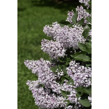 Alyva 'Miss Kim' /Syringa patula/ - C3 kont.