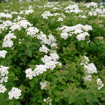 Spireja, Niponas “Halward's Silver” /Spiraea nipponica/ - C2,5 kont.