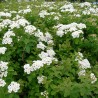 Spireja, Niponas “Halward's Silver” /Spiraea nipponica/ - C2,5 kont.