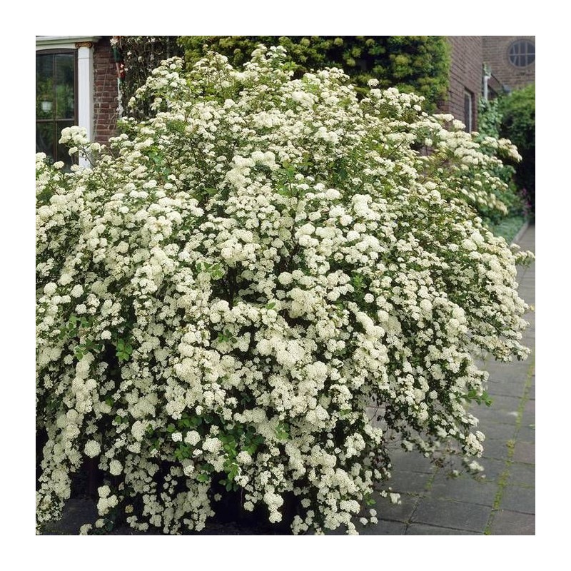 Spireja, Niponas “Halward's Silver” /Spiraea nipponica/ - C2,5 kont.