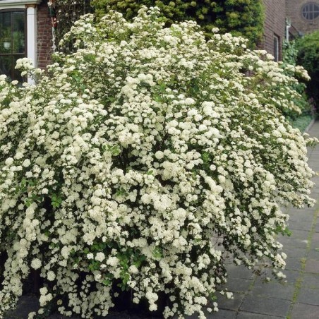 Spireja, Niponas “Halward's Silver” /Spiraea nipponica/ - C2,5 kont.