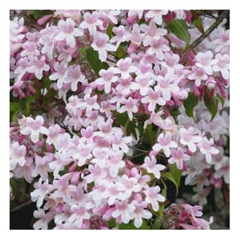 Kolkvicija, dailioji /kolkwitzia amabilis/ - C2,5 kont.