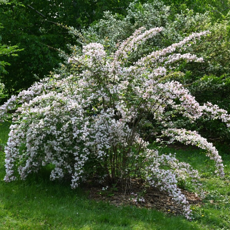 Kolkvicija, dailioji /kolkwitzia amabilis/ - C2,5 kont.