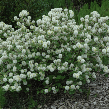 Fotergila, didžioji  /forthegilla major/ - C2,5 kont.