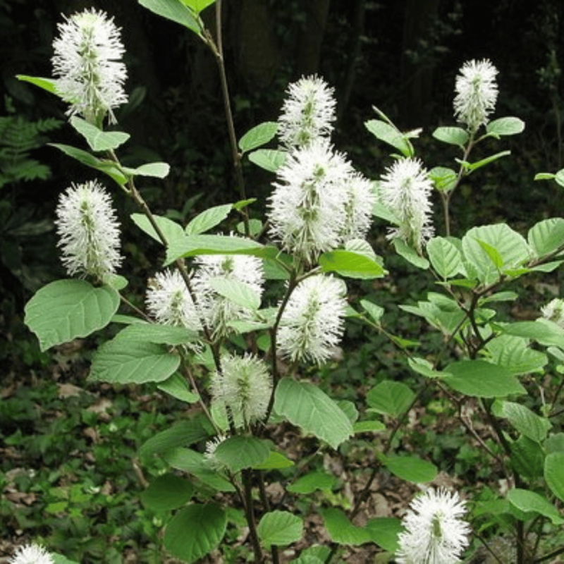 Fotergila, didžioji  /forthegilla major/ - C2,5 kont.