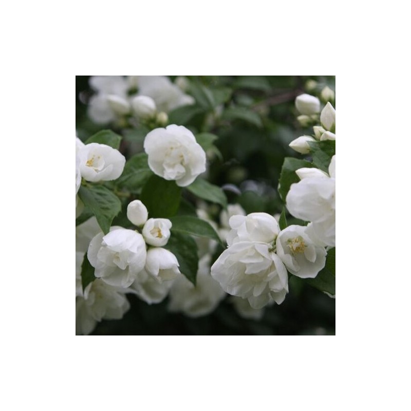 Filadelfas – jazminas "Girandole" /Philadelphus virginalis/- C2,5 kont.