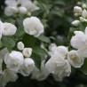 Filadelfas – jazminas "Girandole" /Philadelphus virginalis/- C2,5 kont.