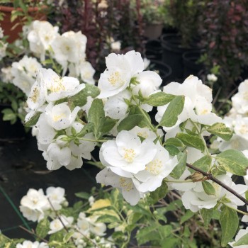 Filadelfas – jazminas "Innocence" /Philadelphus/- C2,5 kont.