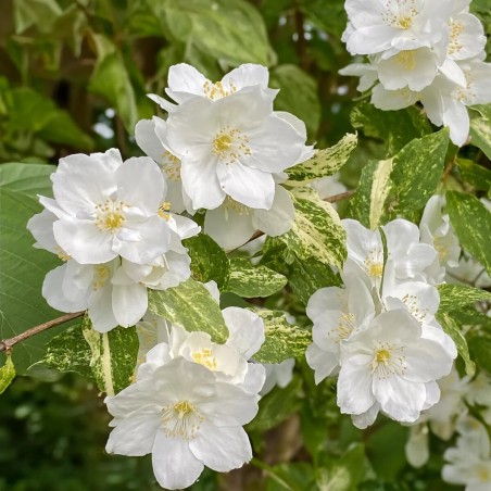 Filadelfs - jasmīns "Innocence" /Philadelphus/- C2,5 kont.