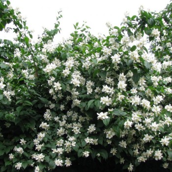 Filadelfs, lemuāna "Erectus"/Philadelphus x lemoinei/ - C2,5 kont.