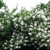 Filadelfas – jazminas "Erectus"/Philadelphus x lemoinei/ - C2,5 kont.
