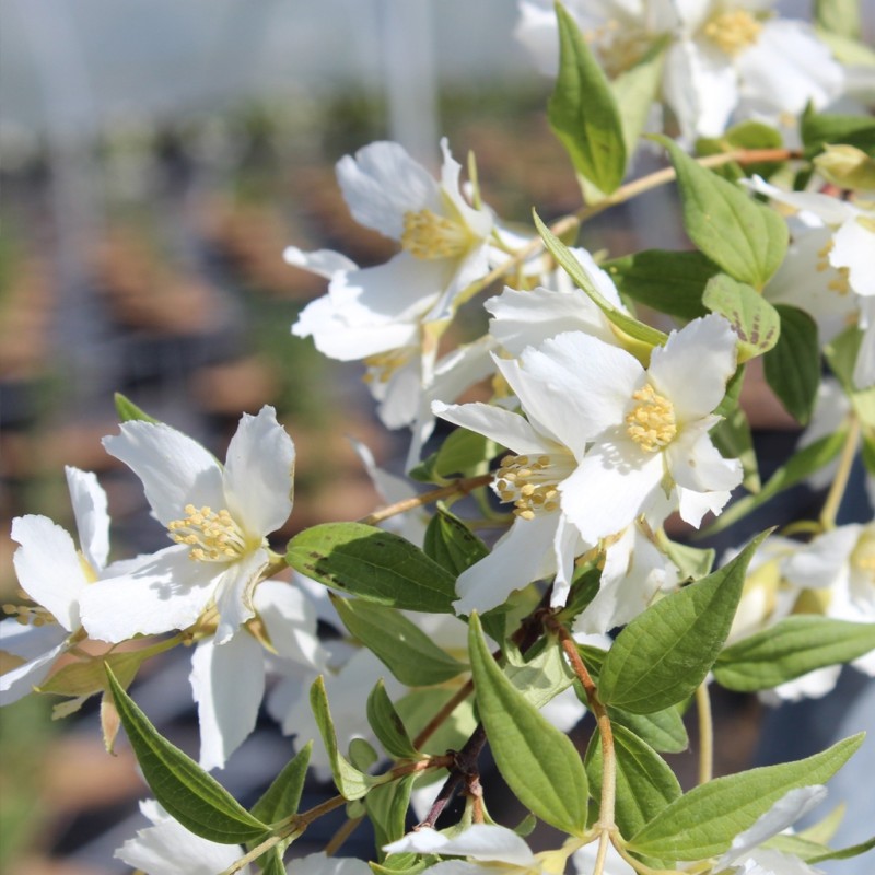 Filadelfas – jazminas "Erectus"/Philadelphus x lemoinei/ - C2,5 kont.
