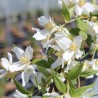 Filadelfs, lemuāna "Erectus"/Philadelphus x lemoinei/ - C2,5 kont.