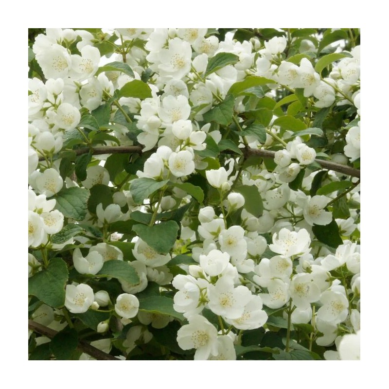 Filadelfas – jazminas "Limestone" /Philadelphus/- C2,5 kont.