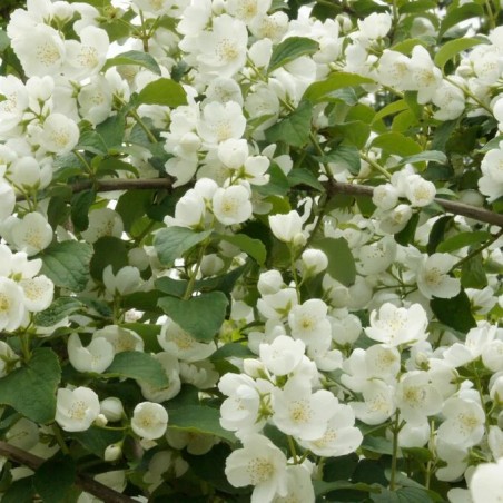 Filadelfas – jazminas "Limestone" /Philadelphus/- C2,5 kont.